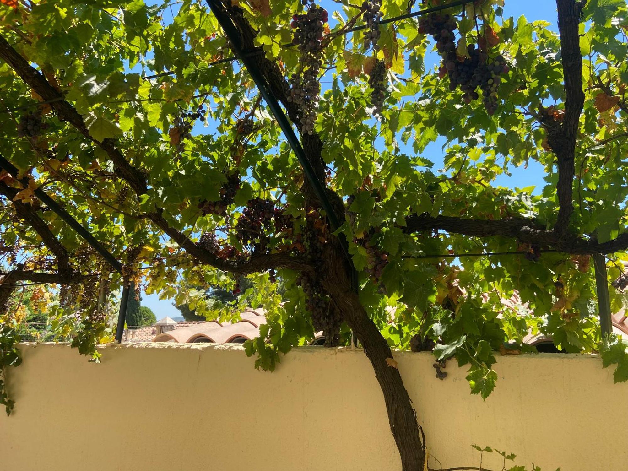 Evasion En Provence Bas De Villa Avec Jardin & Vignes, Soleil & Fraicheur Ле-Пенн-Мірабо Екстер'єр фото